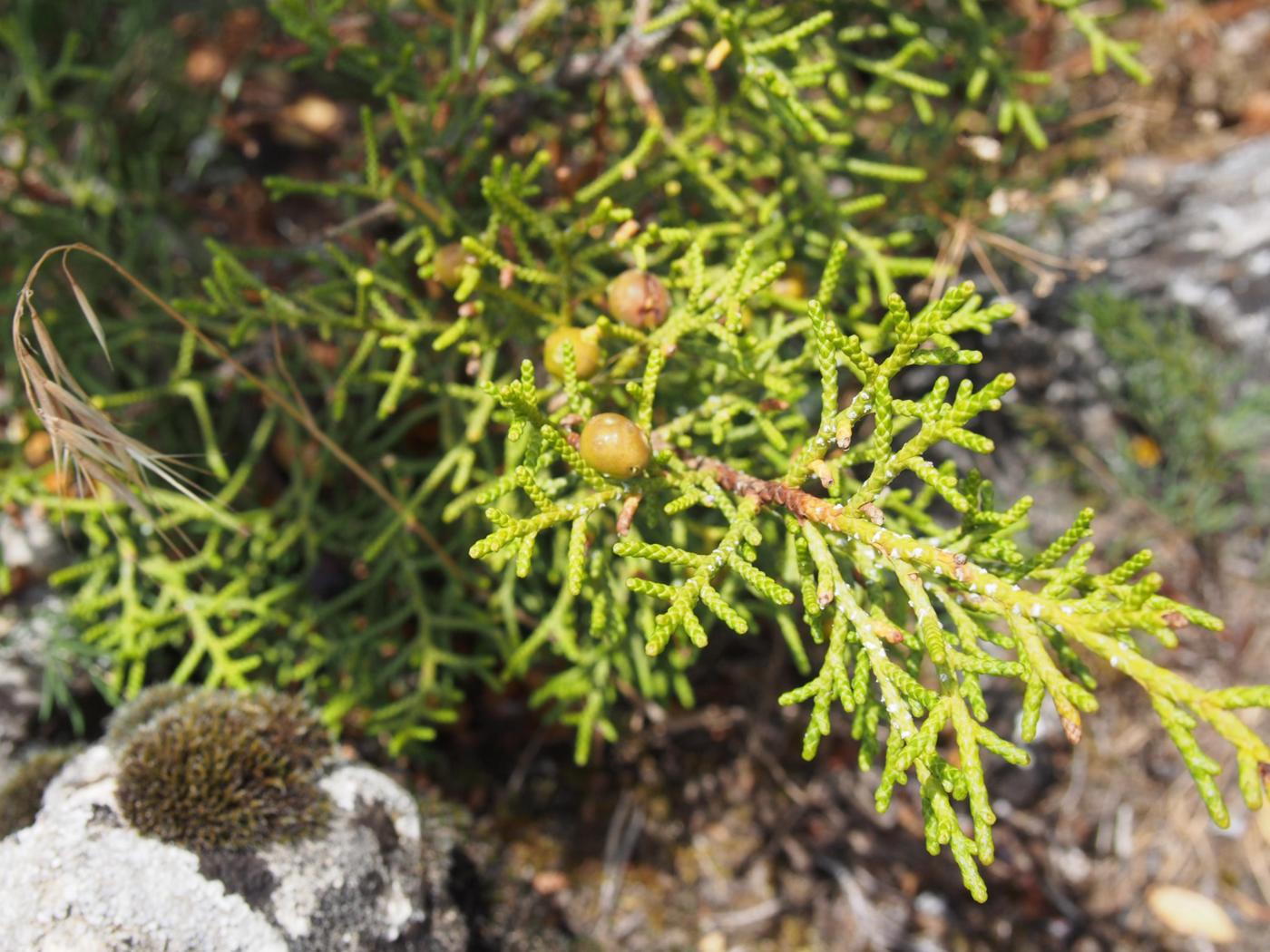 Juniper, Phonecean leaf